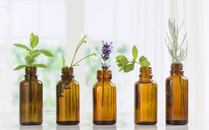 Oregano Essential Oil (100% Pure Undiluted Organic) – Transcendent Herbals