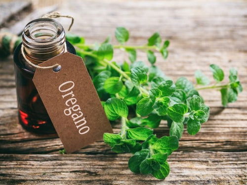 Oregano Essential Oil (100% Pure Undiluted Organic)